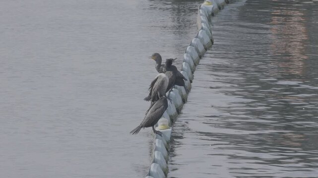 Double-Crested Cormorants Drying Wings on Floating Boom