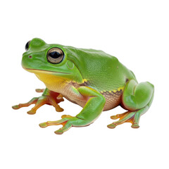 Fototapeta premium Bright green tree frog sitting on a plain surface with outstretched legs