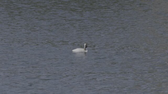 Clark's Grebe Gliding on Silver-Gray Ocean Surface