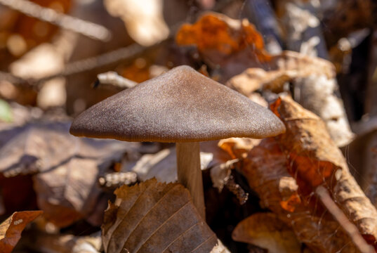 A Deer Shield mushroom (Pluteus cervinus) growing from foliage on the ground