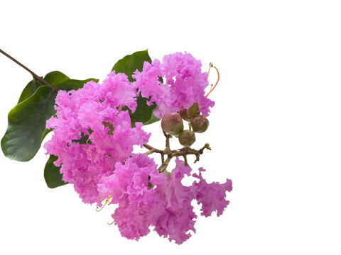 Frilly pink flowers of Lagerstroemia indica, crepeflower or crepe myrtle. In Brazil it is called extremosa, escumilha, reseda or tree-de-jupiter. Selective focus.  Cut out and isolated.