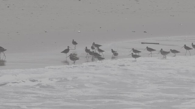 Marbled Godwit Flock Walking Across Tidal Mudflat