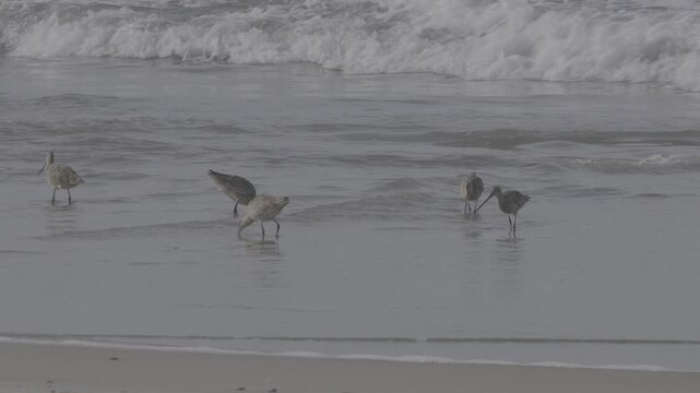 Marbled Godwits Wading in Shallow Surf at Beach Edge