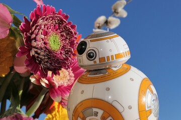 Naklejka premium Star Wars model of spherical astromech droid robot BB-8 examining crimson red gerbera flower, catkins of white willow and clear blue skies in background.