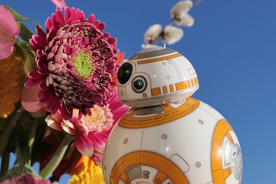Star Wars model of spherical astromech droid robot BB-8 examining crimson red gerbera flower, catkins of white willow and clear blue skies in background.