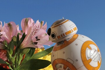 Naklejka premium Star Wars spherical astromech droid BB-8 examining closely pink Alstroemeria flower, also called Peruvian Lily, sunlit with spring morning sunshine. 