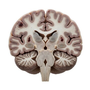 A cross-section of a human brain showcasing internal structures white matter gray matter and cerebellar hemispheres isolated on a pristine white background for study.