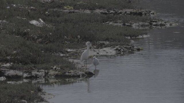 Two Snowy Egrets in Salt Marsh at Ballona Creek