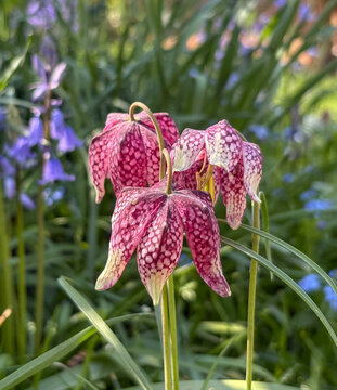 Rare snake's head fritillary meleagris flowers growing wild in the grass outside Eastcote House walled garden, London Borough of Hillingdon, UK. The flowers grow traditionally in water meadows. 
