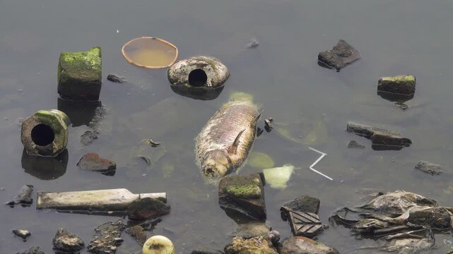 Dead fish in the pond, silver carp (Hypophthalmichthys). Vietnamese fish farming