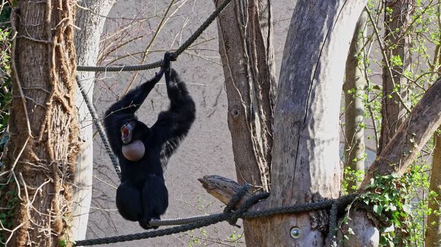 The black-headed spider monkey, Ateles fusciceps is a species of spider monkey, a type of New World monkey, from Central and South America.