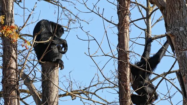 The black-headed spider monkey, Ateles fusciceps is a species of spider monkey, a type of New World monkey, from Central and South America.
