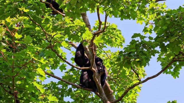 The black-headed spider monkey, Ateles fusciceps is a species of spider monkey, a type of New World monkey, from Central and South America.