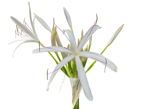 Crinum asiaticum flowers, adorning gardens on the city's sidewalks, commonly known as poisonous bulb, giant crinum lily, grand crinum lily or spider lily, cut out and isolated.