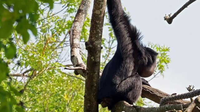 The black-headed spider monkey, Ateles fusciceps is a species of spider monkey, a type of New World monkey, from Central and South America.