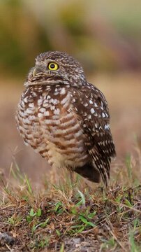 Endangered Burrowing Owl Pupil Reaction to Light Cape Coral Florida