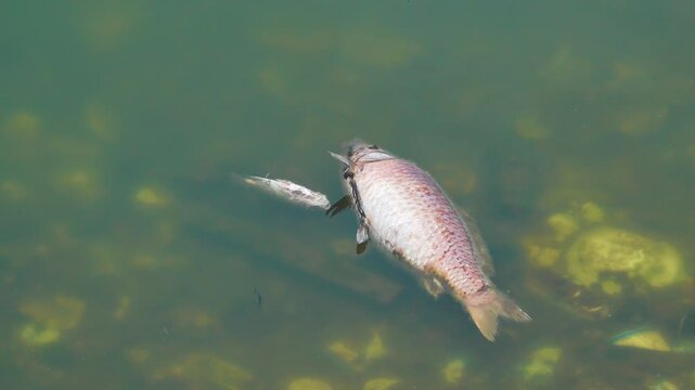 Dead fish in the pond, silver carp (Hypophthalmichthys). Vietnamese fish farming