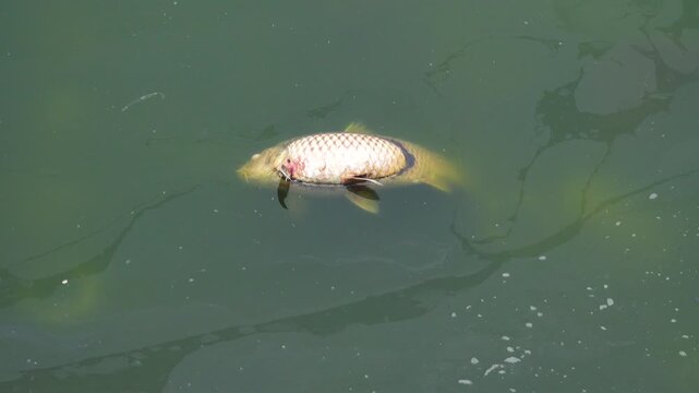 Dead fish in the pond, carp. Vietnamese fish farming