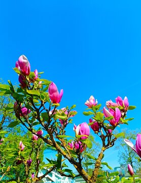 Pink magnolia tree with branches high in a blue sky with vibrant colorful flower and petals in the park , spring magnolia blossom