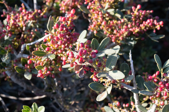 Mastic plant with red berries, Amorgos, Greece