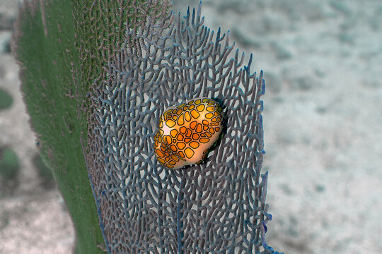Vibrant Marine Life: Macro View of a Flamingo Tongue Snail on a Sea Fan in the Florida Keys