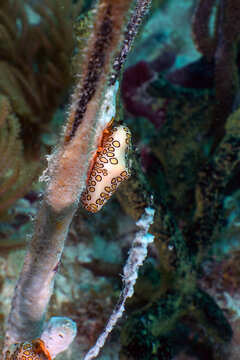 Vibrant Marine Life: Macro View of a Flamingo Tongue Snail on a Sea Fan in the Florida Keys