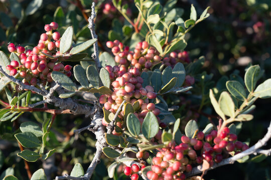 Mastic plant with red berries, Amorgos, Greece