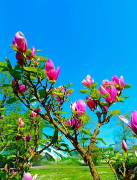 Pink magnolia tree with branches high in a blue sky with vibrant colorful flower and petals in the park , spring magnolia blossom