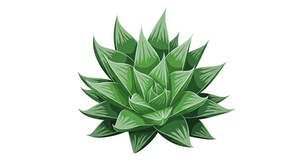 Fototapeta premium A vibrant green succulent plant illustration with sharp pointed leaves on a white background