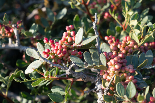 Mastic plant with red berries, Amorgos, Greece