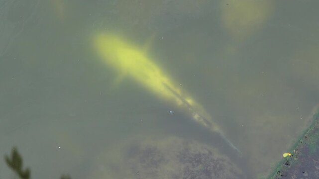 Dead fish in the pond, silver carp (Hypophthalmichthys). Vietnamese fish farming