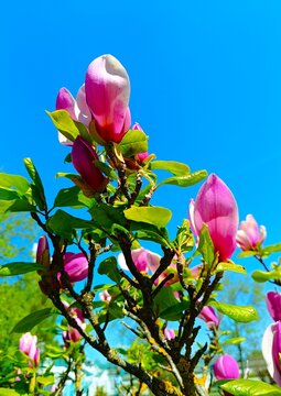 Pink magnolia tree with branches high in a blue sky with vibrant colorful flower and petals in the park , spring magnolia blossom