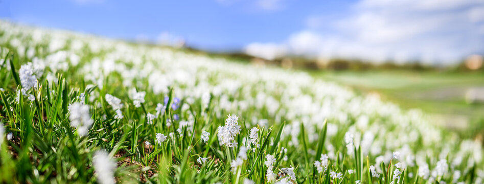 Sunlit white spring wildflower meadow panorama