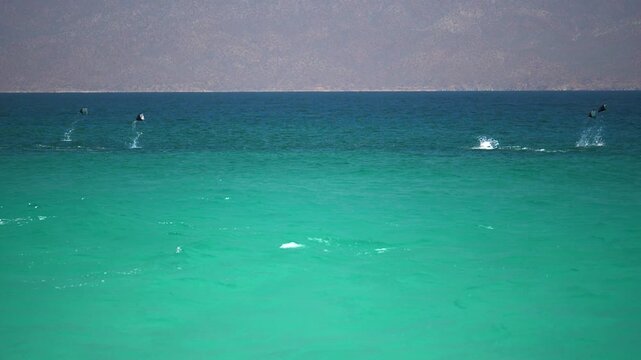 Mobulas Mantarayas saltando Mar de Cortes Baja California Sur Mexico