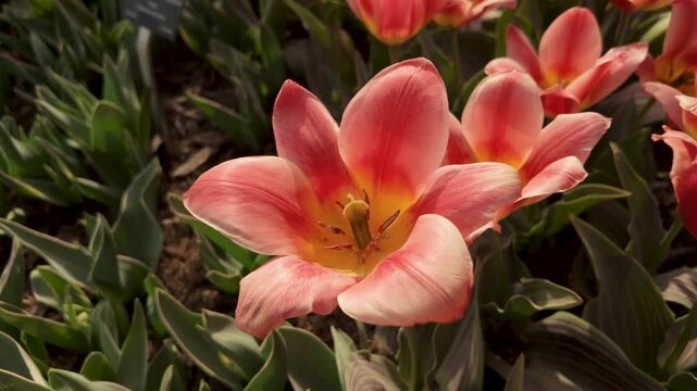 Flowers in the Jardins des Plantes of Paris