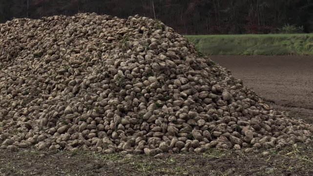 Scenic view of a Bavarian countryside with a massive heap of sugar beet roots. Autumnal forest on hills, asphalt path, and traditional agriculture in Niederbayern region.
