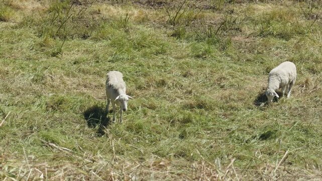 Two sheep grazing in a grassy field