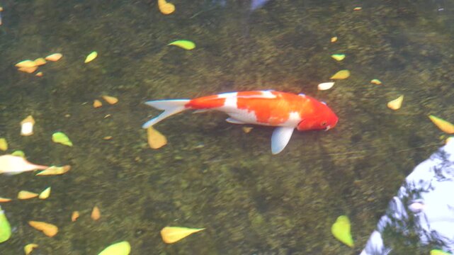 Aquarium fish at the Vietnamese bazaar. Goldfish Koi carp predominate