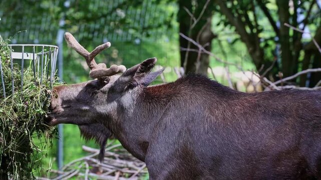 The moose or elk, Alces alces is the largest extant species in the deer family. Moose are distinguished by the broad, flat, or palmate antlers of the males.