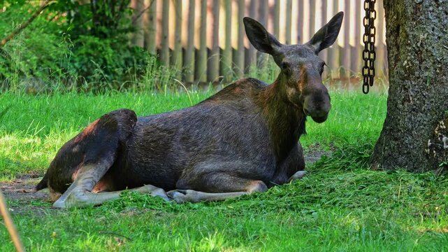 The moose or elk, Alces alces is the largest extant species in the deer family. Moose are distinguished by the broad, flat, or palmate antlers of the males.