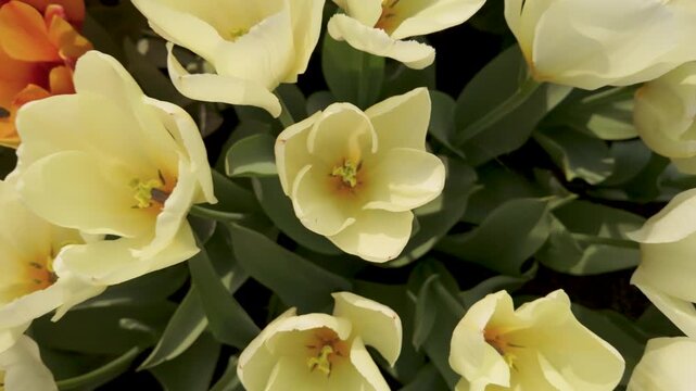 Flowers in the Jardins des Plantes of Paris