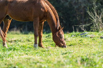 Naklejka premium Chestnut Horse Grazing in Sunny Meadow