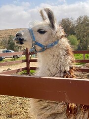 White llama with blue halter looking sideways over wooden fence at farm ranch, close up side portrait with dry hills in background  © Olshanetskaia