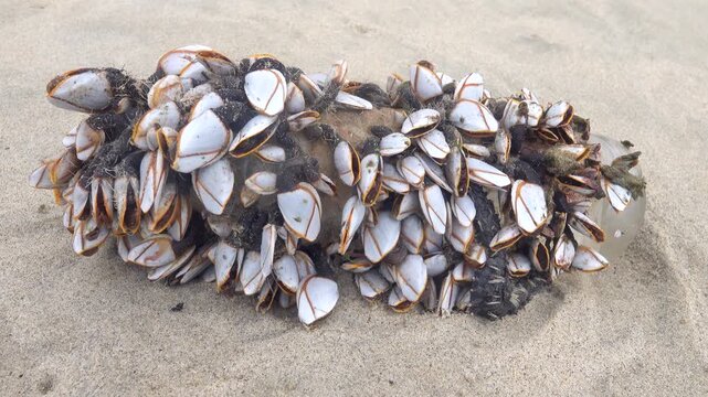 Thalassophilus. Marine acorn shells (Cirripedia) goose barnacle (Lepas) cover flotsam object (jetsam) thrown up by sea, crustaceans are alive and open their flaps, fouling community. South China Sea