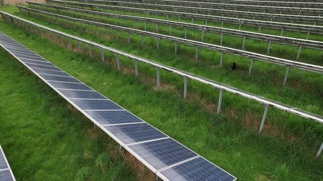 Black cat hunting while walking on photovoltaic panels at solar power plant captured as aerial panorama nature adaptation concept
