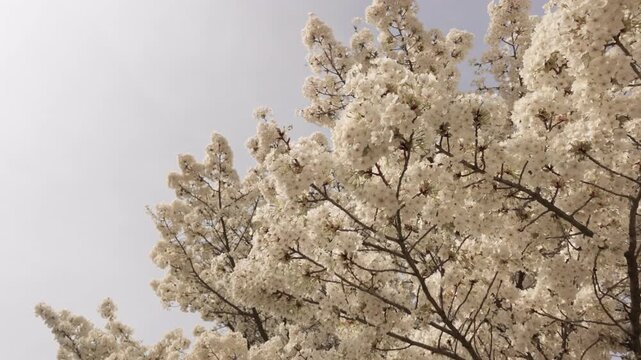 Japanese cherry tree in the Jardin des Plantes of Paris