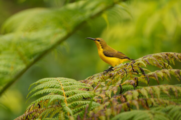 Ornate sunbird Cinnyris ornatus female perched on tree fern frond, olive-yellow plumage, curved bill, lush green bokeh, montane tropical forest, Sulawesi, Maluku or Lesser Sundas