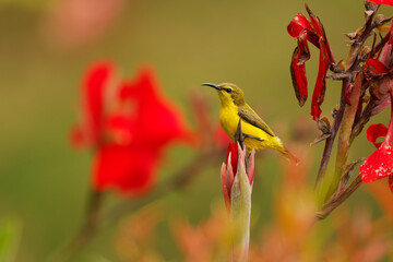 Ornate sunbird Cinnyris ornatus female perched on red Canna flower bud, olive-yellow plumage, curved bill, red bokeh background, colorful tropical garden, Flores, Indonesia