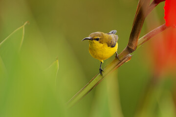 Ornate sunbird Cinnyris ornatus female perched on red Canna flower bud, olive-yellow plumage, curved bill, red bokeh background, colorful tropical garden, Flores, Indonesia