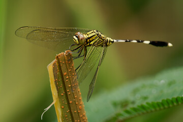 Slender skimmer Orthetrum sabina dragonfly perched on stem, yellow-black striped thorax, slender banded abdomen, transparent wings, compound eyes, macro, Flores, Indonesia